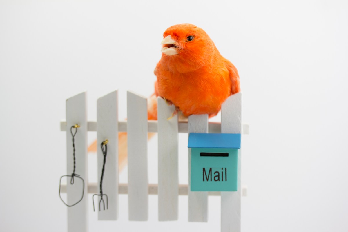 Postman Unveils AI Agent Builder to Enhance API Interactions