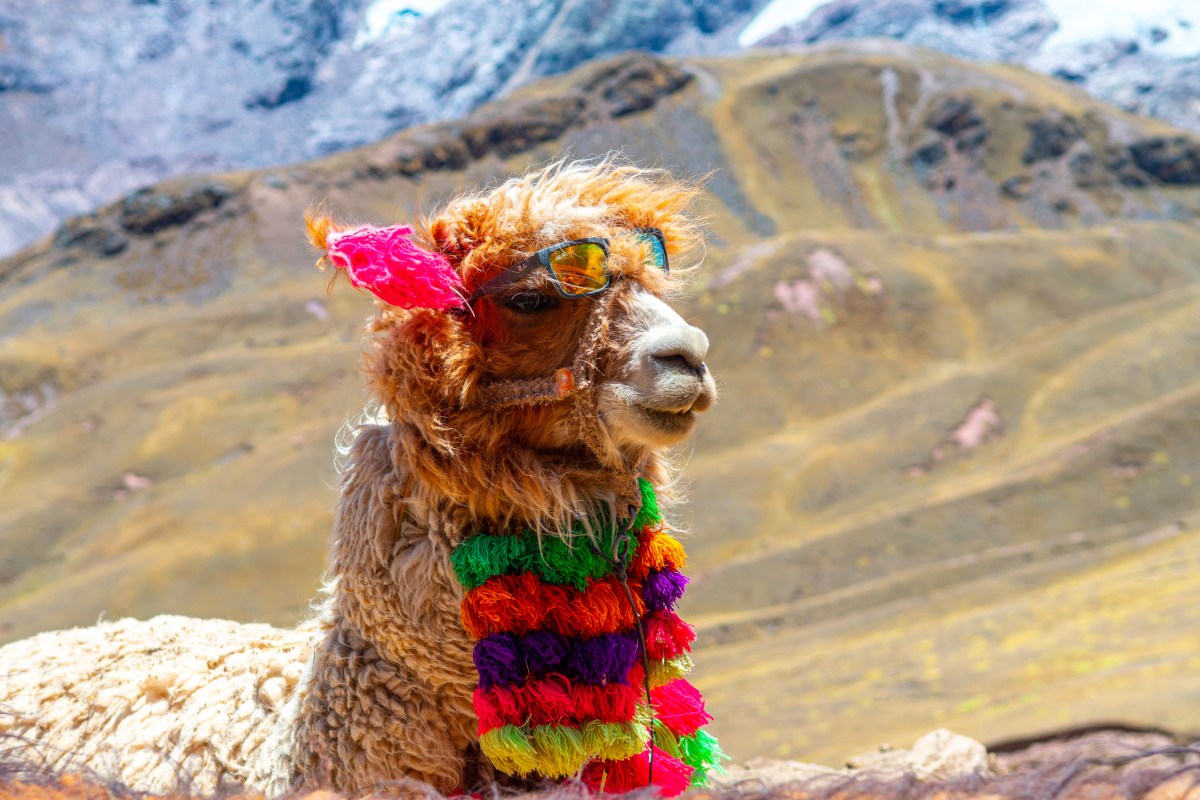 Alpaca Secures $52M Series C Funding to Expand Global Trading Services