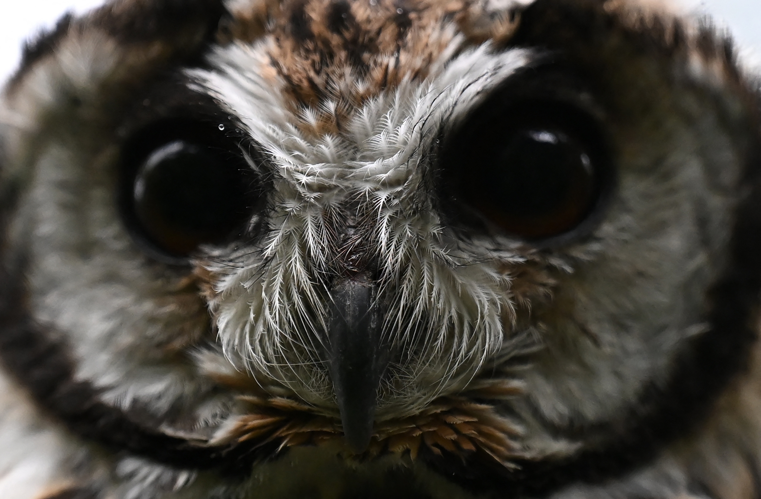 The Legendary Golden Owl Treasure Hunt Concludes After 31 Years