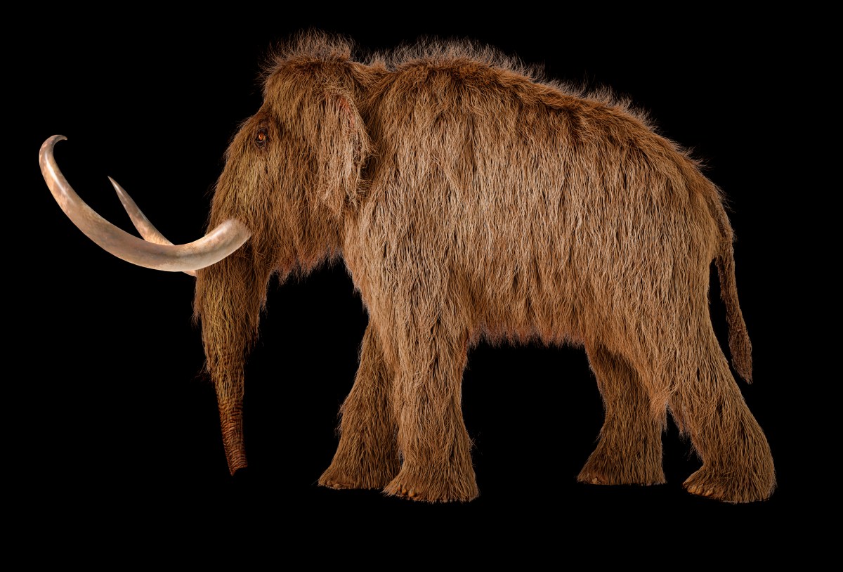 Colossal Biosciences Secures $200M to Revive Woolly Mammoths and Other Extinct Species