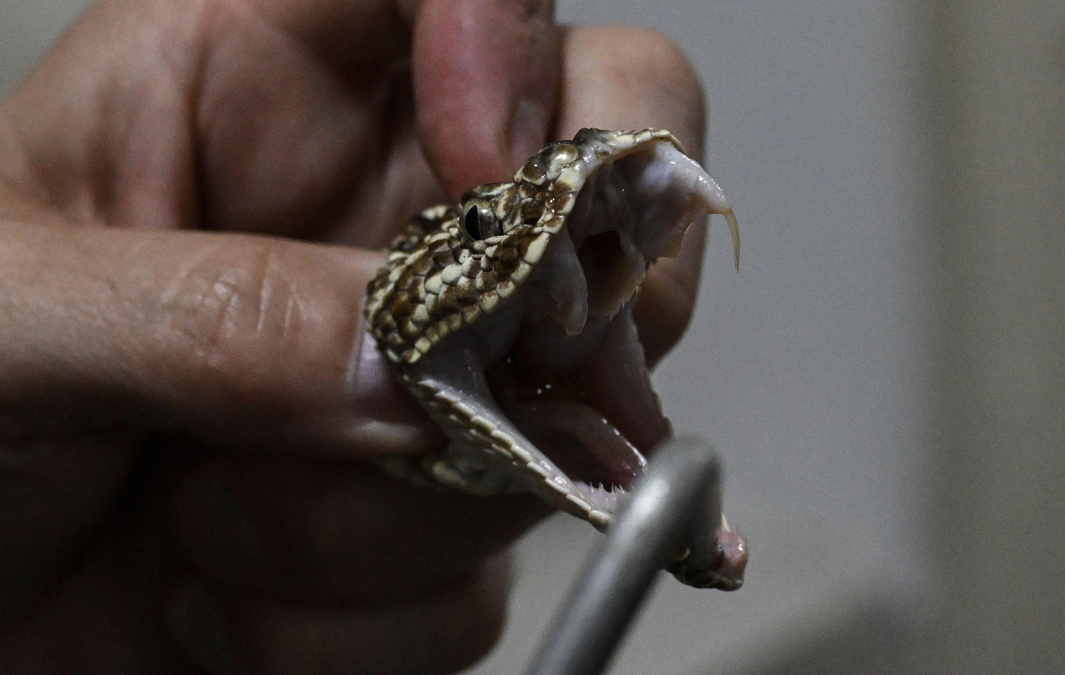 AI-Designed Proteins Offer Hope Against Deadly Snake Venom
