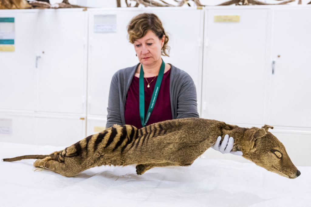 Scientists Make Strides in Reviving the Extinct Tasmanian Tiger