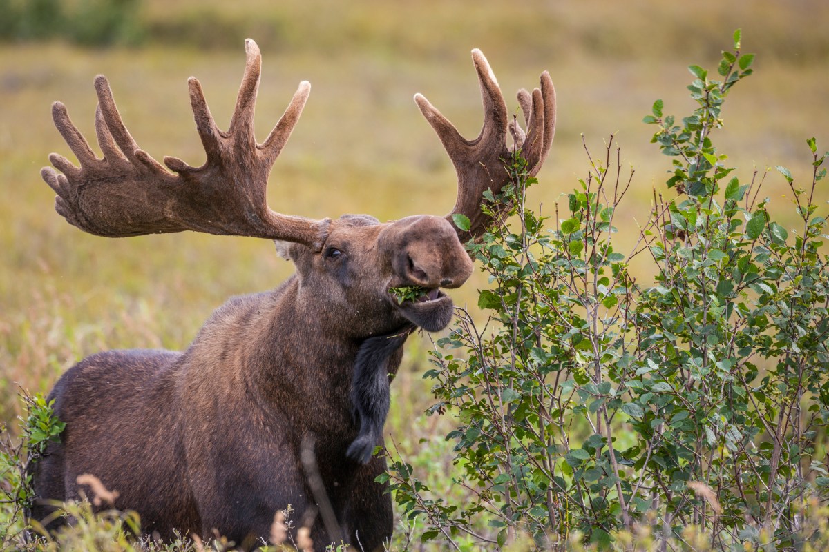 Millions Tune in for the Tranquil ‘Great Moose Migration’ Livestream