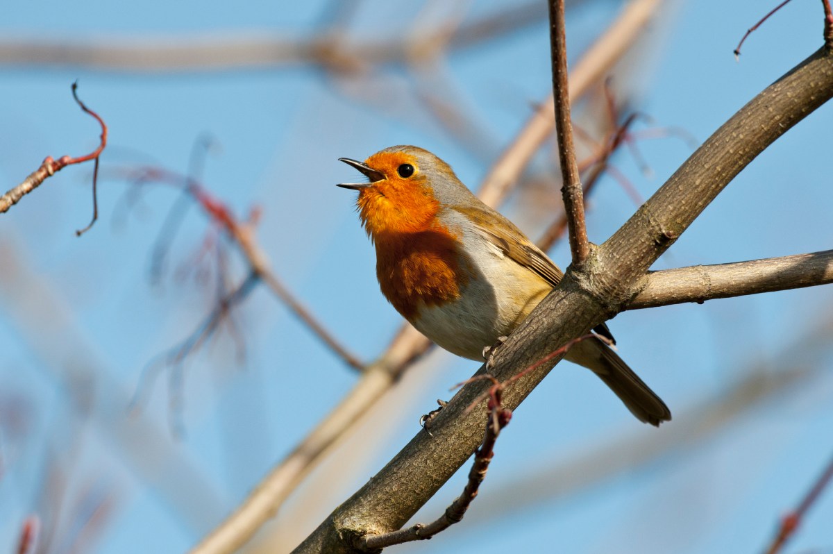 Google Unveils Chirp 3: A Leap Forward in Voice AI