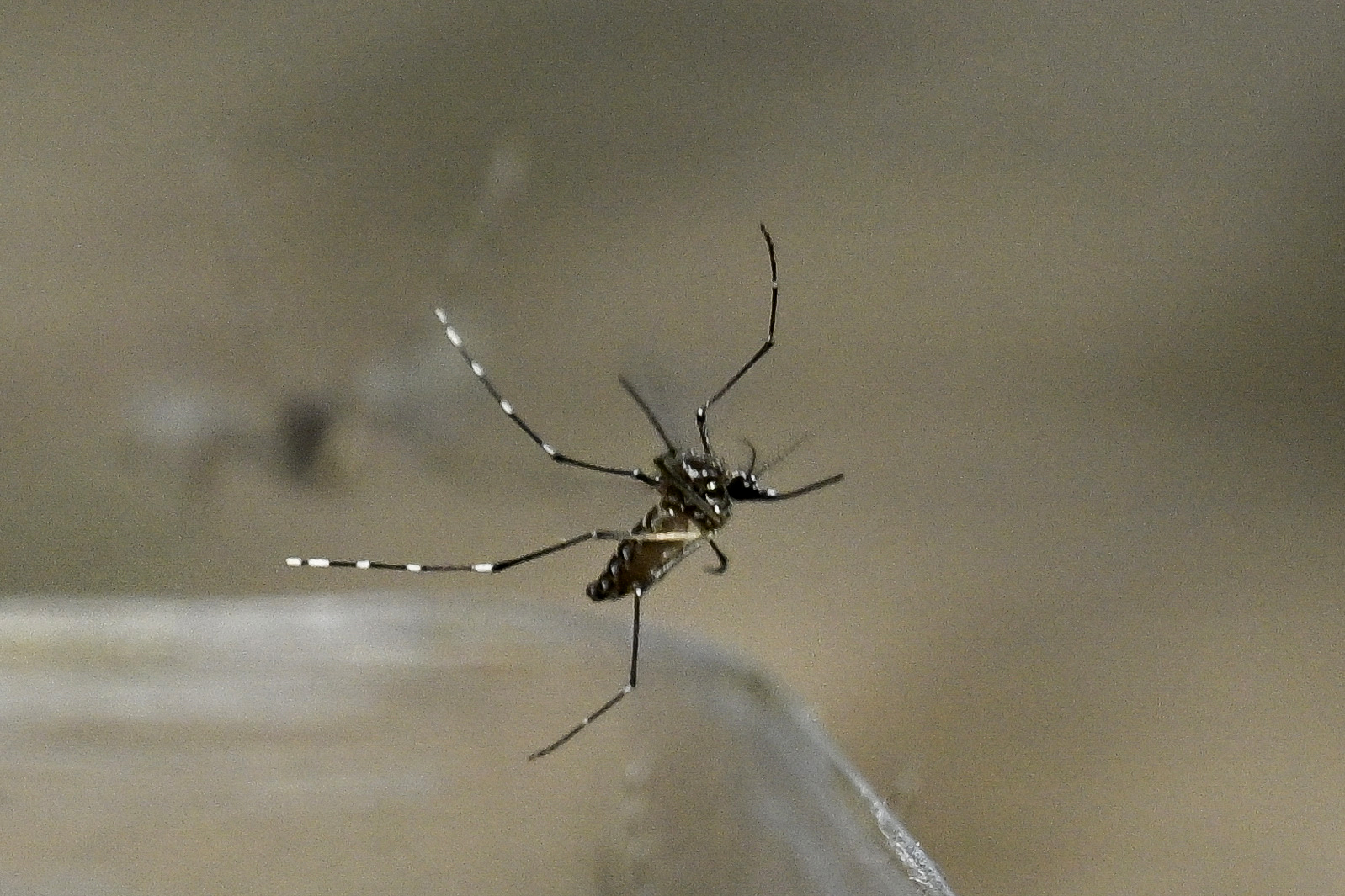 Engineered 'Toxic Male' Mosquitoes Target Mates to Curb Disease Spread
