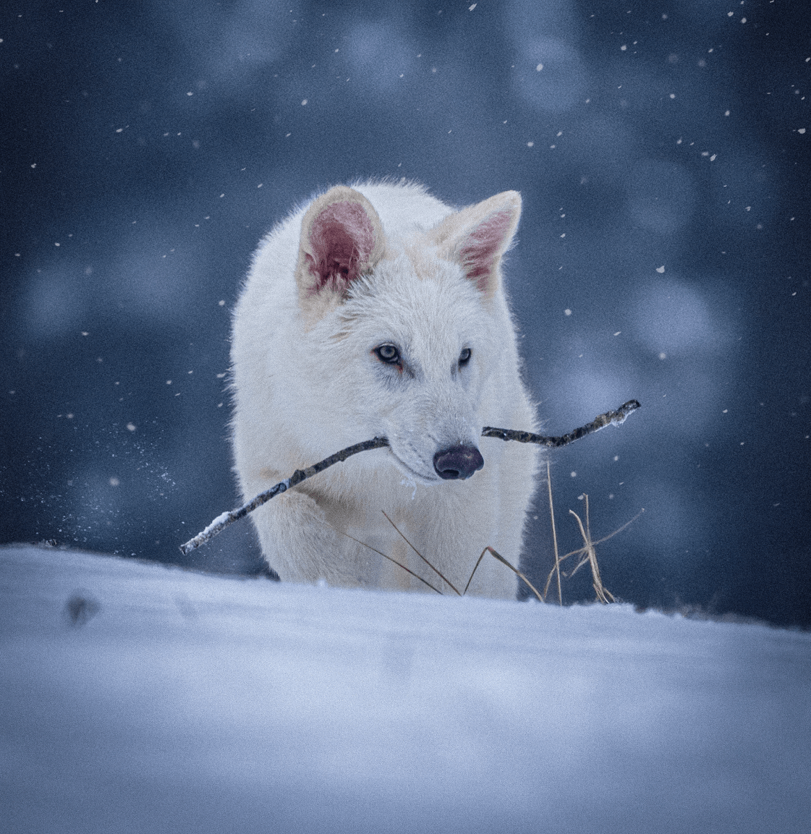Colossal Biosciences Unveils Genetically Engineered Dire Wolves Amid Controversy