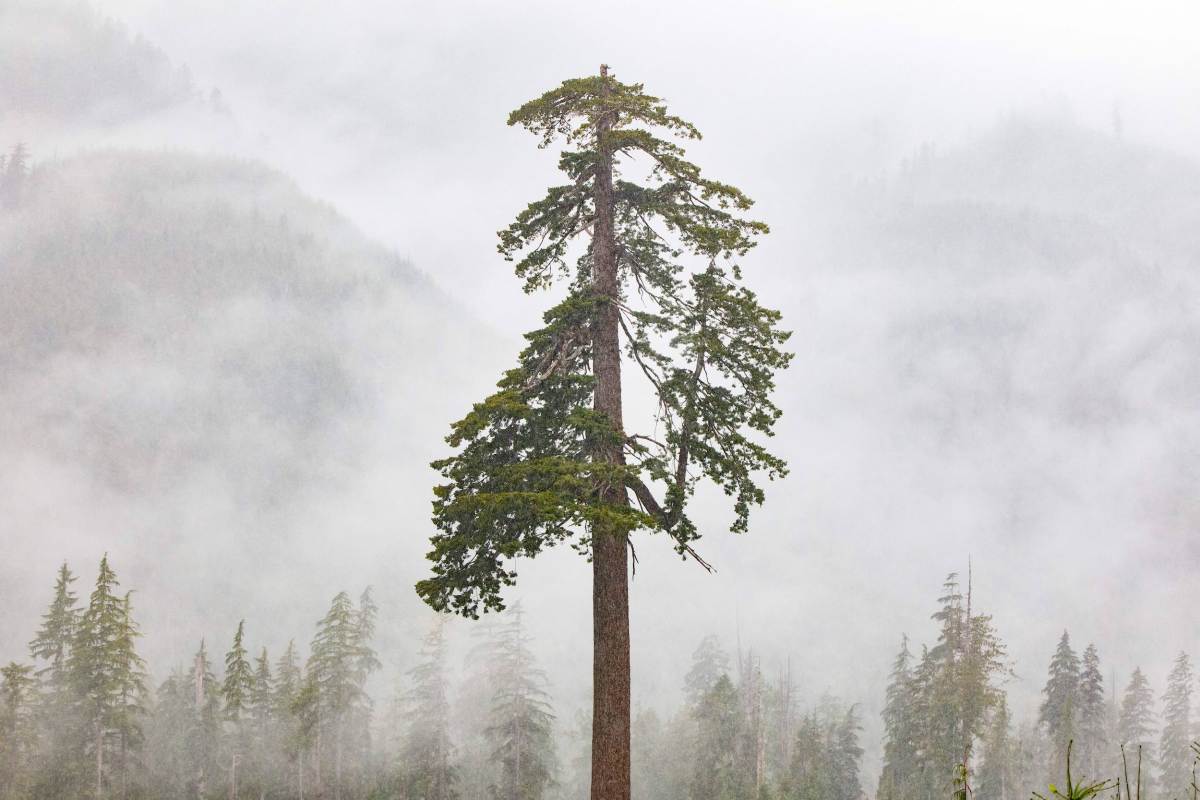 Al Gore’s Just Climate Fund Secures $175M for Nature-Based Solutions